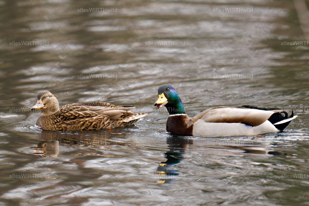 Daniel Wirth - www.allesWIRTHwild.de -7IV00960-ARW_DxO | Entdecke die faszinierende Welt der Natur- und Wildlife-Fotografie von Daniel und Bärbel. Inspirierende Bilder von wilden Tieren und kleinen Naturwundern.