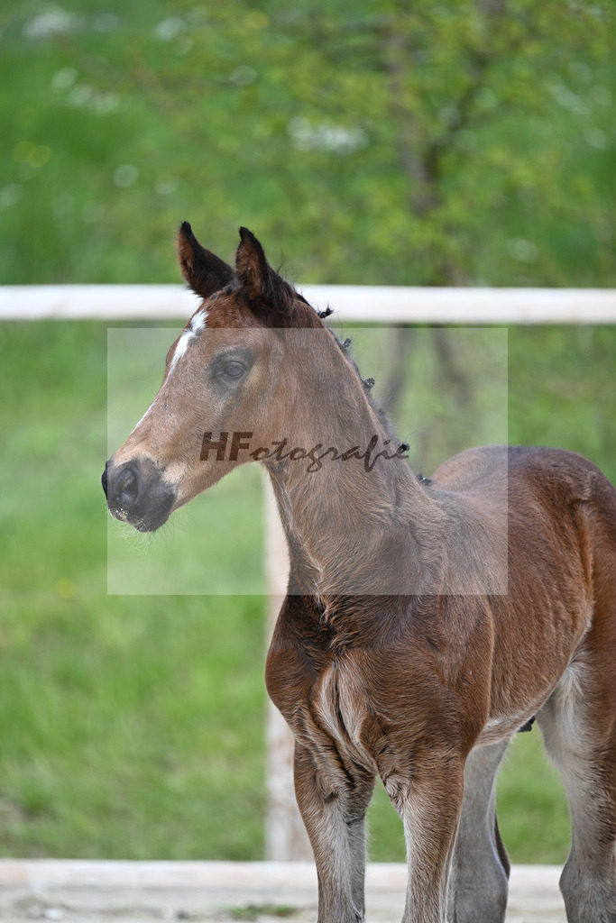 Vigaro x Chiccos Boy_HF_Weber_11240621 | hf-fotografie - Realisiert mit Pictrs.com