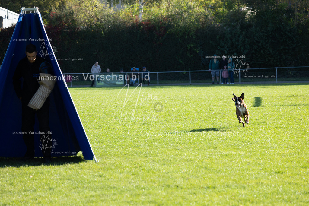 _16A4996 | Einzigartige Fotos von Hunden & Menschen –Actionfotos, Portraits, Vereinsaufnahmen & Paarshootings – authentisch, lebendig & mit Herz.