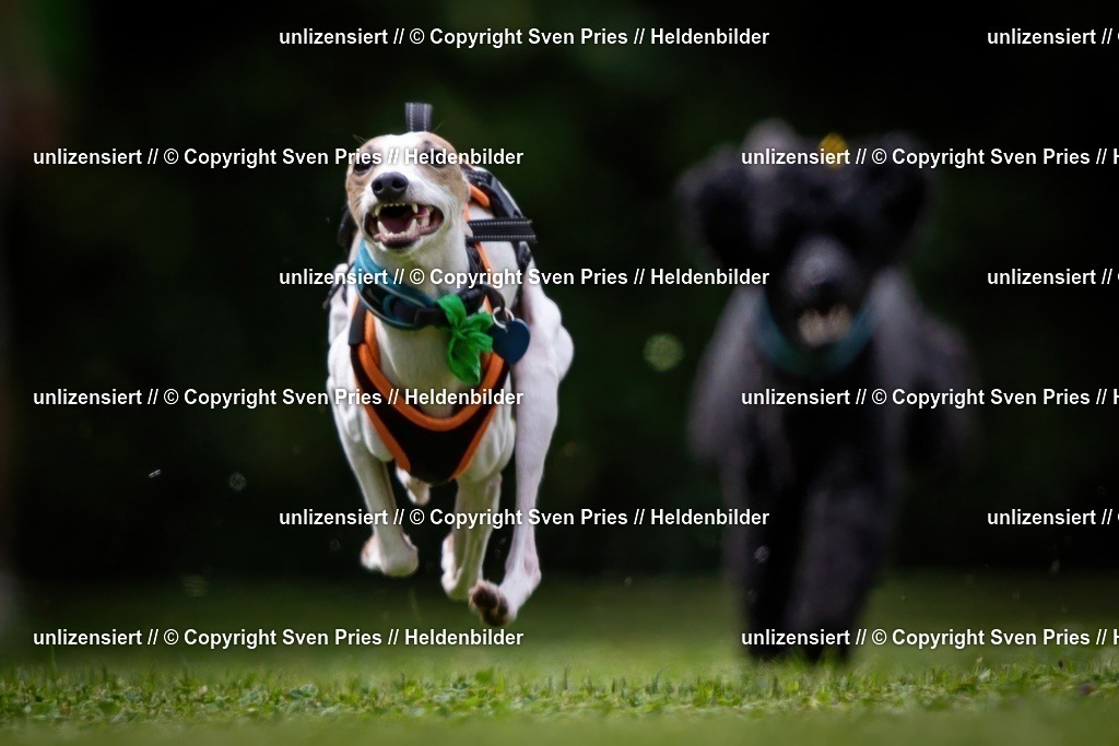 Sven Pries | 19. Allgemeines Hunderennen Karlsruhe Durlach - Realisiert mit Pictrs.com