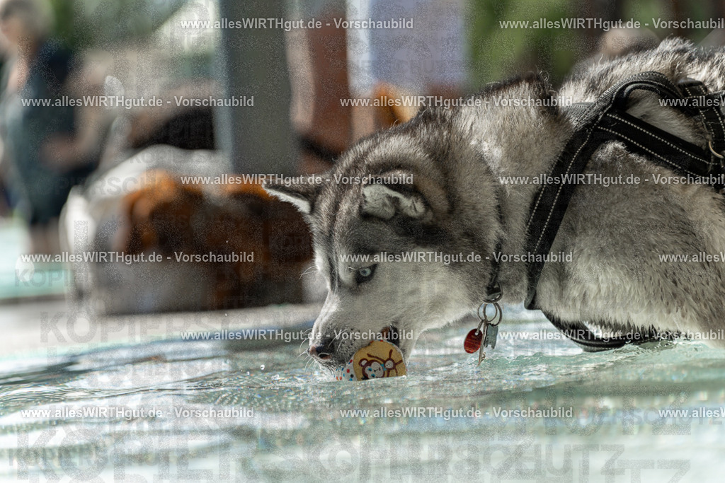 Hundeschwimmen_Volksbad_2026-allesWIRTHgut_Tierfotografie-2609061354-7R500955 | Professionelle Tierfotografie in Mönchengladbach von Daniel Wirth (allesWIRTHgut). Liebevolle & natürliche Bilder von Hunden & Katzen für unvergessliche Erinnerungen.