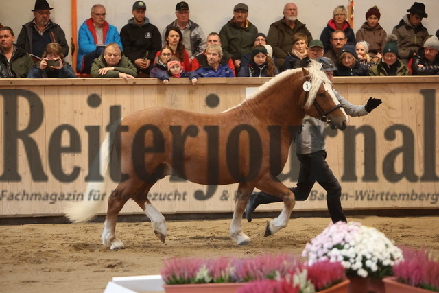 St.Märgen_2024_Kaltbluttage_Vorstellung a.d.Hand_KN_03_Magnus (7) | Alle Fotos der Reiterjournal Fotografin Doris Matthaes im Reiterjournal Online-Fotoshop. - Realisiert mit Pictrs.com