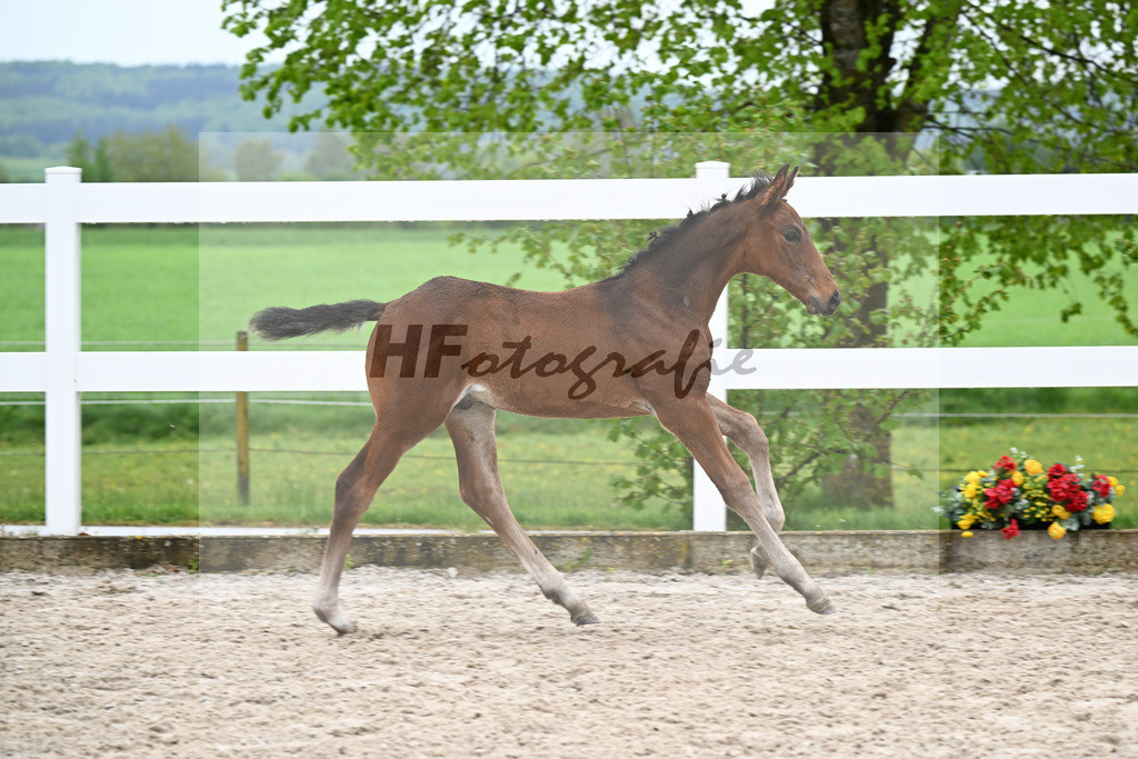 Kat-Nr. 43 HF Chacco Blue x Quo Vadios I_Schoenherr_23261545 | hf-fotografie - Realisiert mit Pictrs.com