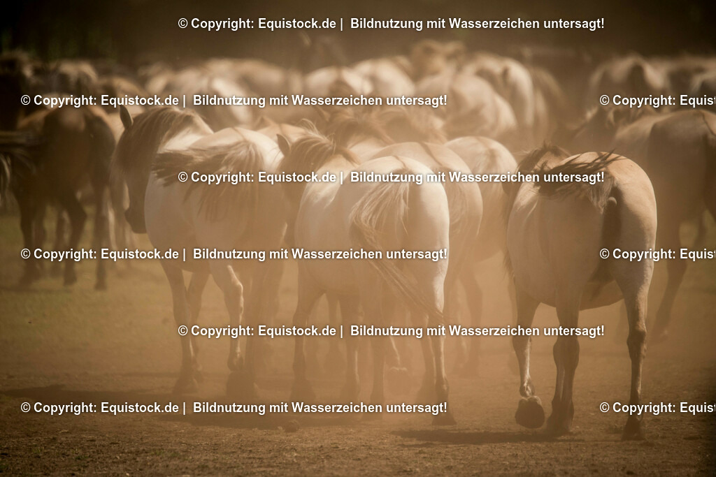 20150711_TOMsPiC_0207 | equistock