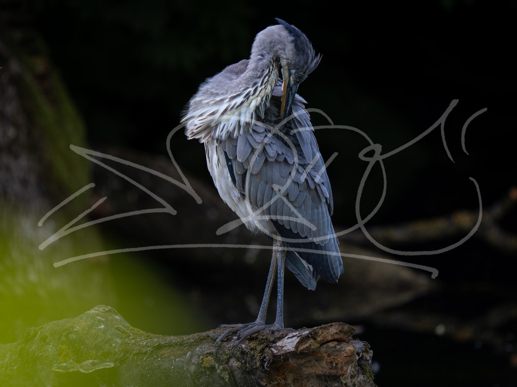 P7310929 | Naturschönheiten aus Deutschland. Pflanzen und Tiere, Insekten und Naturschauspiele. Alle schönen Details, die uns umgeben, fotografiert von Michi Moc.  - Realisiert mit Pictrs.com
