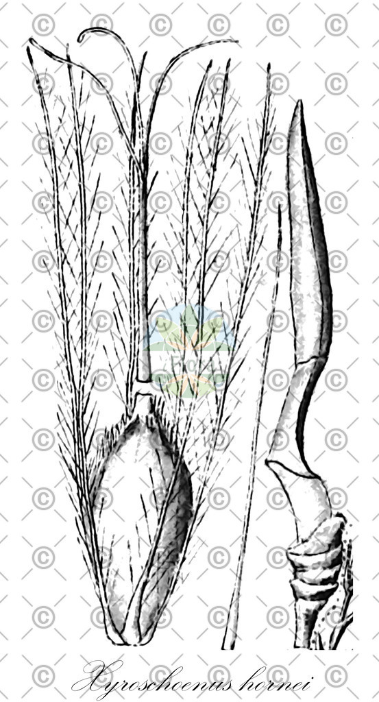HistAbb_wfo-0000335104_1_ENZY_Simple | Historische Abbildung von Xyroschoenus hornei - Cyperaceae | Historical Illustration of Xyroschoenus hornei - Cyperaceae
