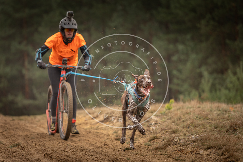 Pfotenfotografie_DV3A4583 | Hundefotografie, Tierfotograf, Pfotenfotografie, Fotoshooting Hund, Hunde Portrait, Hundesport, Hundeportraits, Heideshooting, Hunde, Sportfotograf, Hundefotograf, Turnierhundsport, THS,  - Realisiert mit Pictrs.com