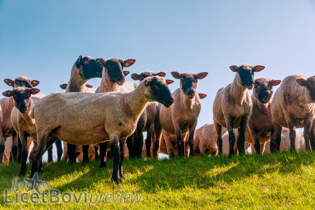 Schafherde | Schafe auf dem Elbdeich in Hamburg-Neuenfelde - Realisiert mit Pictrs.com