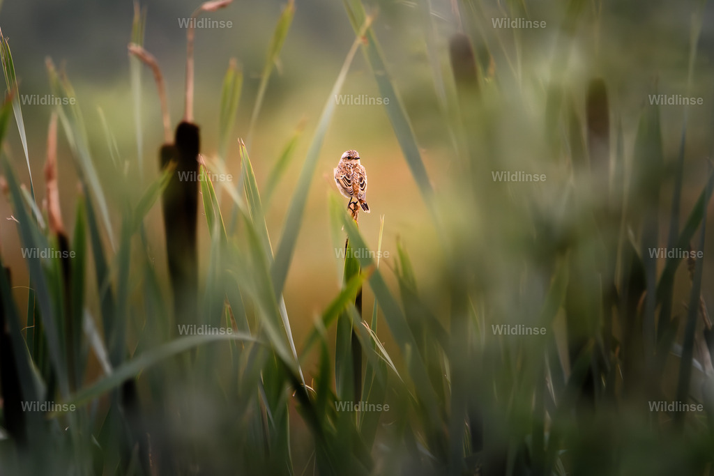 Wildlinse-230714-1 | Willkommen bei Wildlinse. Wildtierfotografien aus Schleswig-Holstein: Entdecke einzigartige Fine-Art-Prints und Poster, die Ruhe, Wildnis und die Schönheit unserer heimischen Tierwelt in dein Zuhause bringen. - Realisiert mit Pictrs.com