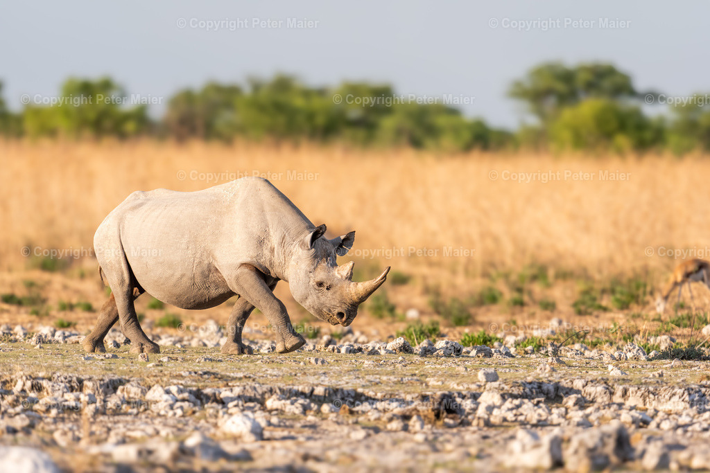 Etosha_Nationalpark_Namibia-120 | piet_flosse