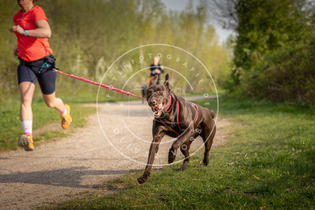 Pfotenfotografie_DV3A4596 | Hundefotografie, Tierfotograf, Pfotenfotografie, Fotoshooting Hund, Hunde Portrait, Hundesport, Hundeportraits, Heideshooting, Hunde, Sportfotograf, Hundefotograf, Turnierhundsport, THS,  - Realisiert mit Pictrs.com