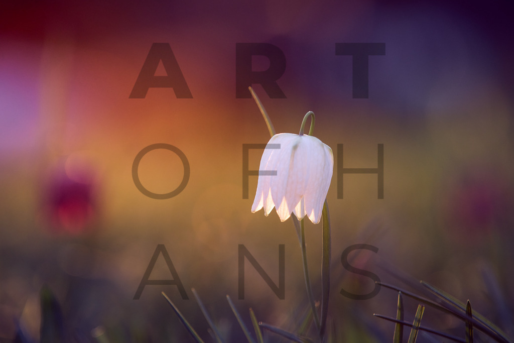 Ein Hans Fineart Original | Entdecke die Kunst von Hans Fineart - Fotografien für dein Zuhause. Verwandle deine Wände mit einzigartigen Kunstwerken und bringe die Schönheit der Welt in dein Leben. Bestelle jetzt und schaffe einen Ort der Inspiration und Eleganz.