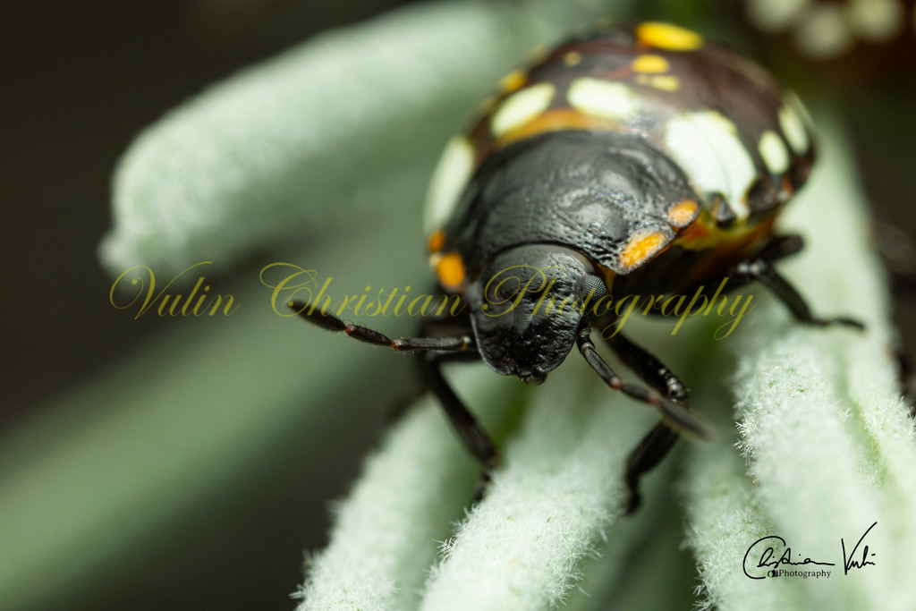 K 4 | Christian Vulin  - Realisiert mit Pictrs.com