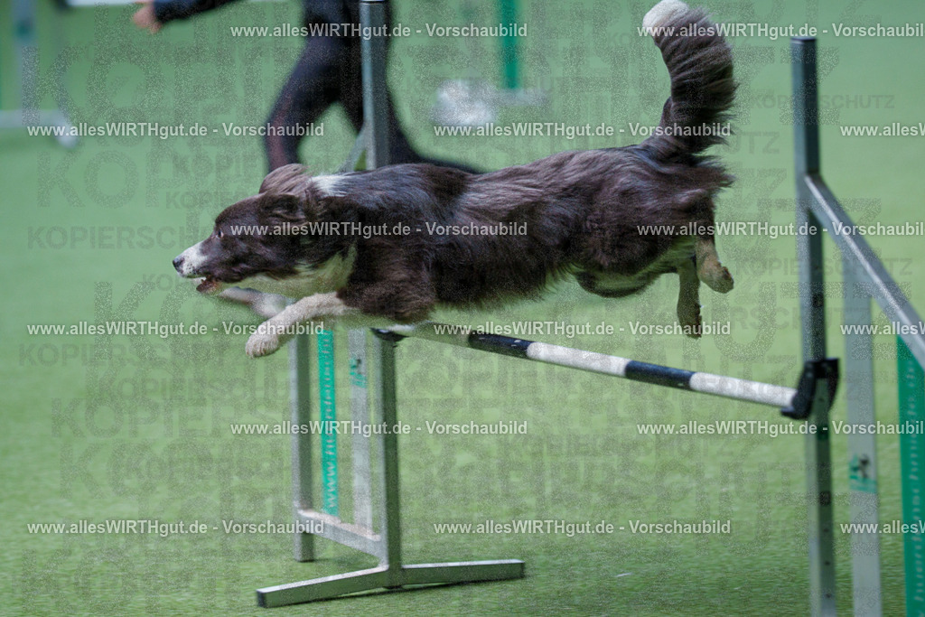 @allesWIRTHgut_Tierfotografie - www.allesWIRTHgut.de - 2604251241-7R502470 | Professionelle Tierfotografie in Mönchengladbach von Daniel Wirth (allesWIRTHgut). Liebevolle & natürliche Bilder von Hunden & Katzen für unvergessliche Erinnerungen.