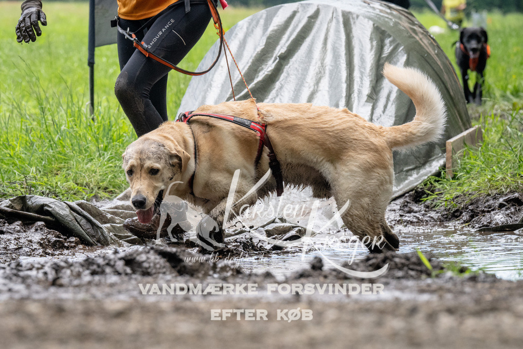 1119_ZZ92492 | kk-dogfotos