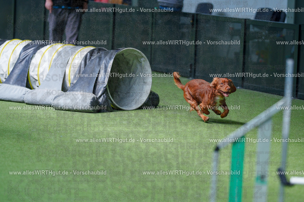 @allesWIRTHgut_Tierfotografie - www.allesWIRTHgut.de - 2604251359-7R504476 | Professionelle Tierfotografie in Mönchengladbach von Daniel Wirth (allesWIRTHgut). Liebevolle & natürliche Bilder von Hunden & Katzen für unvergessliche Erinnerungen.