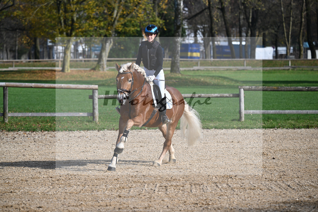 Kat-Nr. 1 All Star_Haflingergestuet Stange_44240766 | hf-fotografie - Realisiert mit Pictrs.com