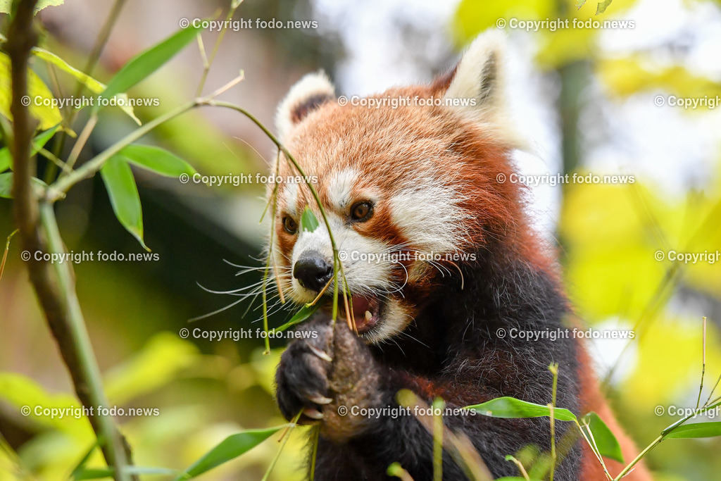 Zoo Linz_ 22.11.2022-46 | 22.11.2022, Zoo Linz, AUT, Schafe, Ziegen, roter Panda, im Bild roter Panda