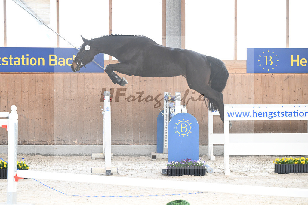 Kat-Nr. 56 Cosita de lAbbaye v. Adzarro de lAbbaye_Steininger_5250413 | hf-fotografie - Realisiert mit Pictrs.com