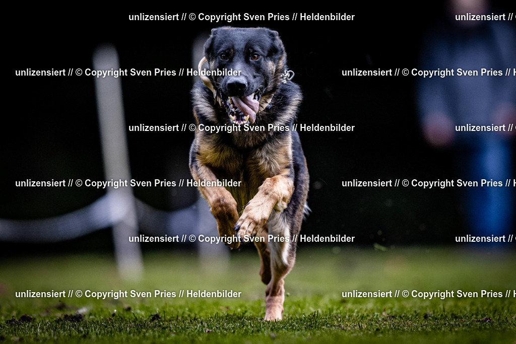 Sven Pries | 2025-10-03 - Hunderennen Obergrombach - Realisiert mit Pictrs.com