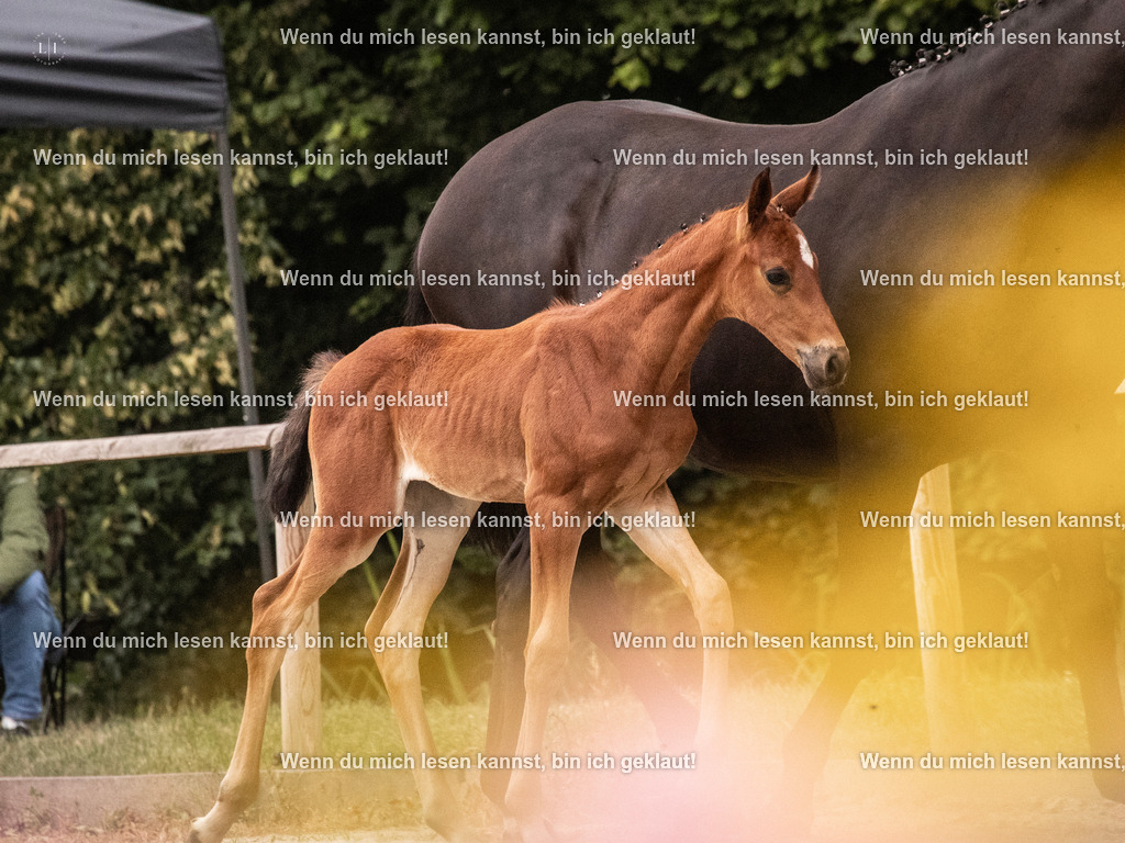 A10I5266 | photographylinaismer - Realisiert mit Pictrs.com