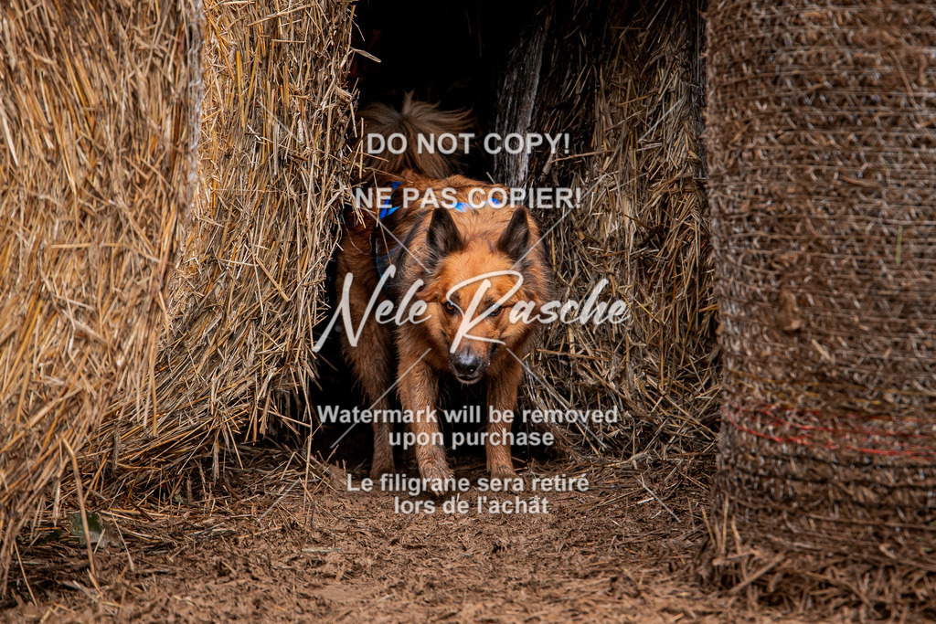 nelerasche_Hunsrück_So09-11_315 | nelerasche
