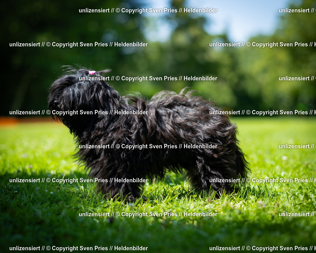 Sven Pries | 2025-08-10 - Hunderennen Durlach - Realisiert mit Pictrs.com