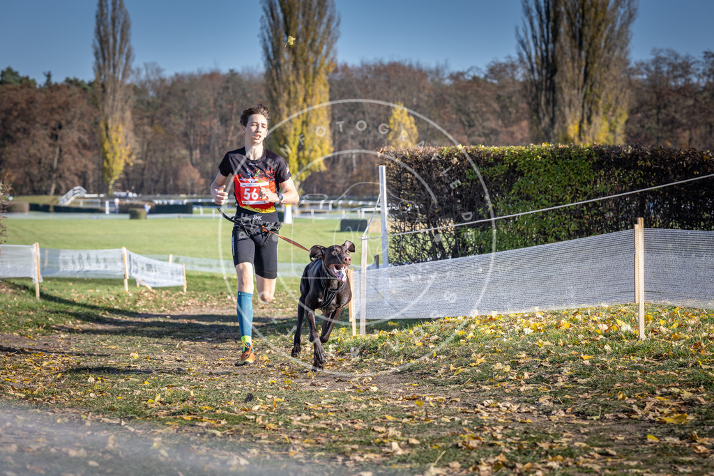 CaniXpix_DV3A8818 | Hundefotografie, Tierfotograf, Pfotenfotografie, Fotoshooting Hund, Hunde Portrait, Hundesport, Hundeportraits, Heideshooting, Hunde, Sportfotograf, Hundefotograf, Turnierhundsport, THS,  - Realisiert mit Pictrs.com
