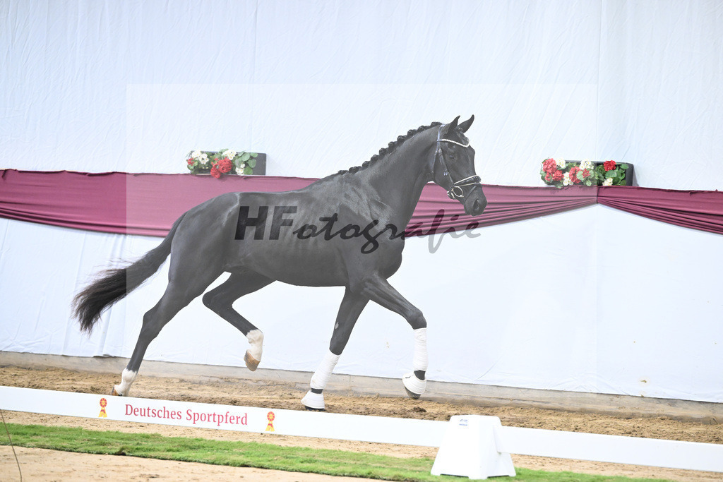 Kat-Nr. 65 Zalando x Fuerstenball_Gestuet Dobel_47252458 | hf-fotografie - Realisiert mit Pictrs.com