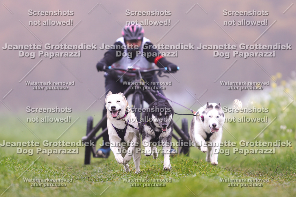 Dog Paparazzi - Visbeck 25 -27 | Dog Paparazzi Jeanette Grottendiek Fotografie & Videografie - Realisiert mit Pictrs.com