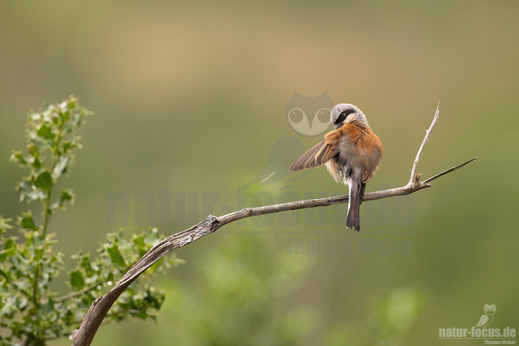 R5NF0946-20230629 | Der Neuntöter oder Rotrückenwürger ist eine Vogelart aus der Familie der Würger und in Mitteleuropa die häufigste Würgerart. Er ist vor allem durch sein Verhalten bekannt, Beutetiere auf Dornen aufzuspießen.  - Realisiert mit Pictrs.com
