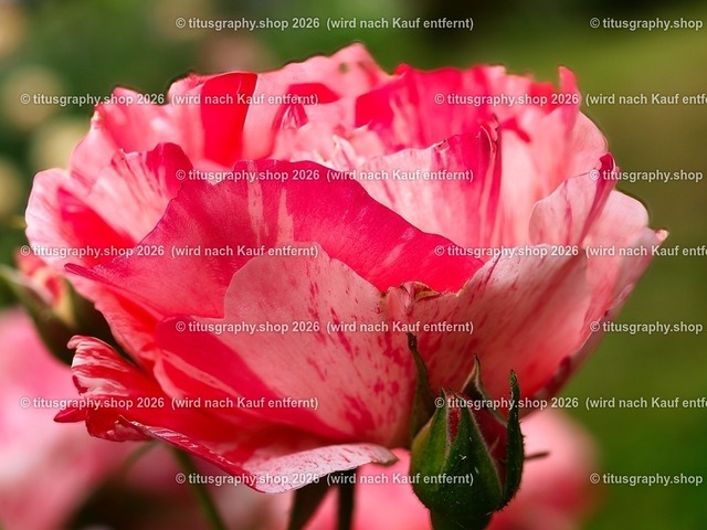 titusgraphy_P6221382-vz-ln_pe | OLYMPUS DIGITAL CAMERA - Realisiert mit Pictrs.com