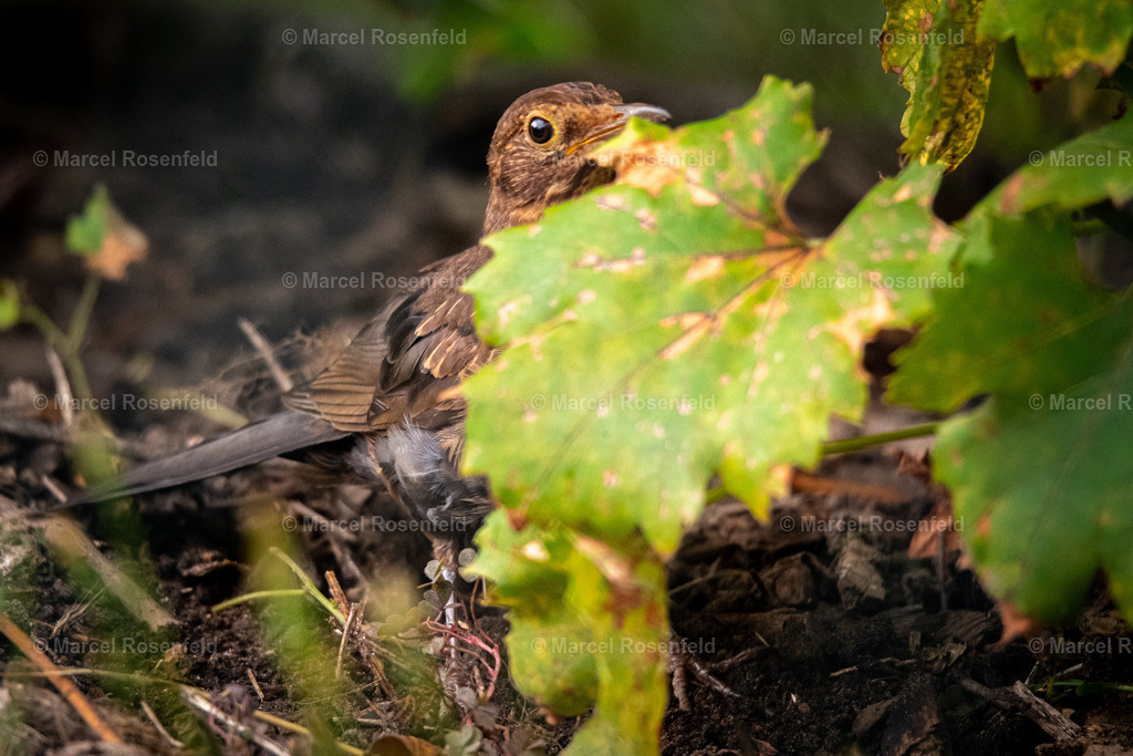 _DSC0006 | foto-rosenfeld