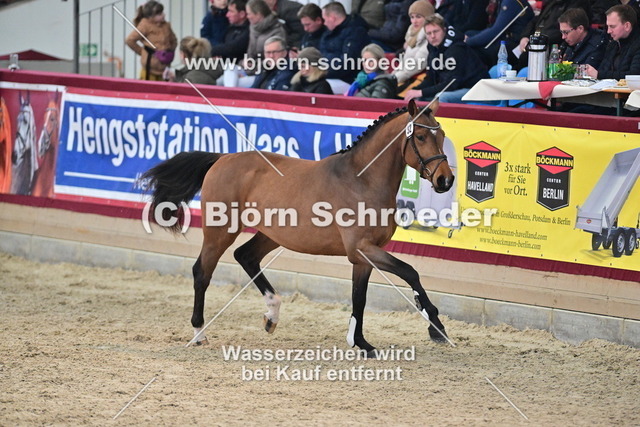 32_Crack - Colman_790_7676 | Björn Schroeder Pferdefotografie