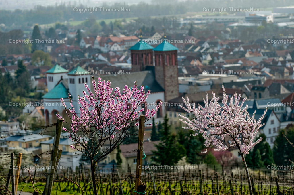 mandelbluete-kirchberg-bensheim-Bensheim-Fruehling-bergstrasse-kirche-sankt-georg-Fotografie-thomas-neu | Blühender Mandelbaum im Frühling am Bensheimer Kirchberg mit Blick über die Stadt und die Weinberge an der Hessischen Bergstraße.