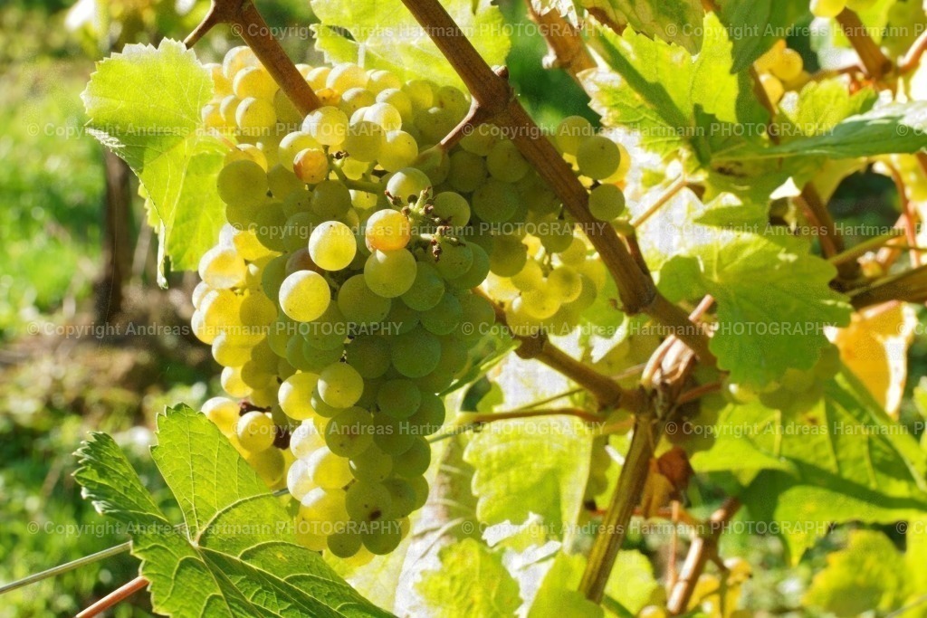 Weinrebe | Weinrebe - Realisiert mit Pictrs.com