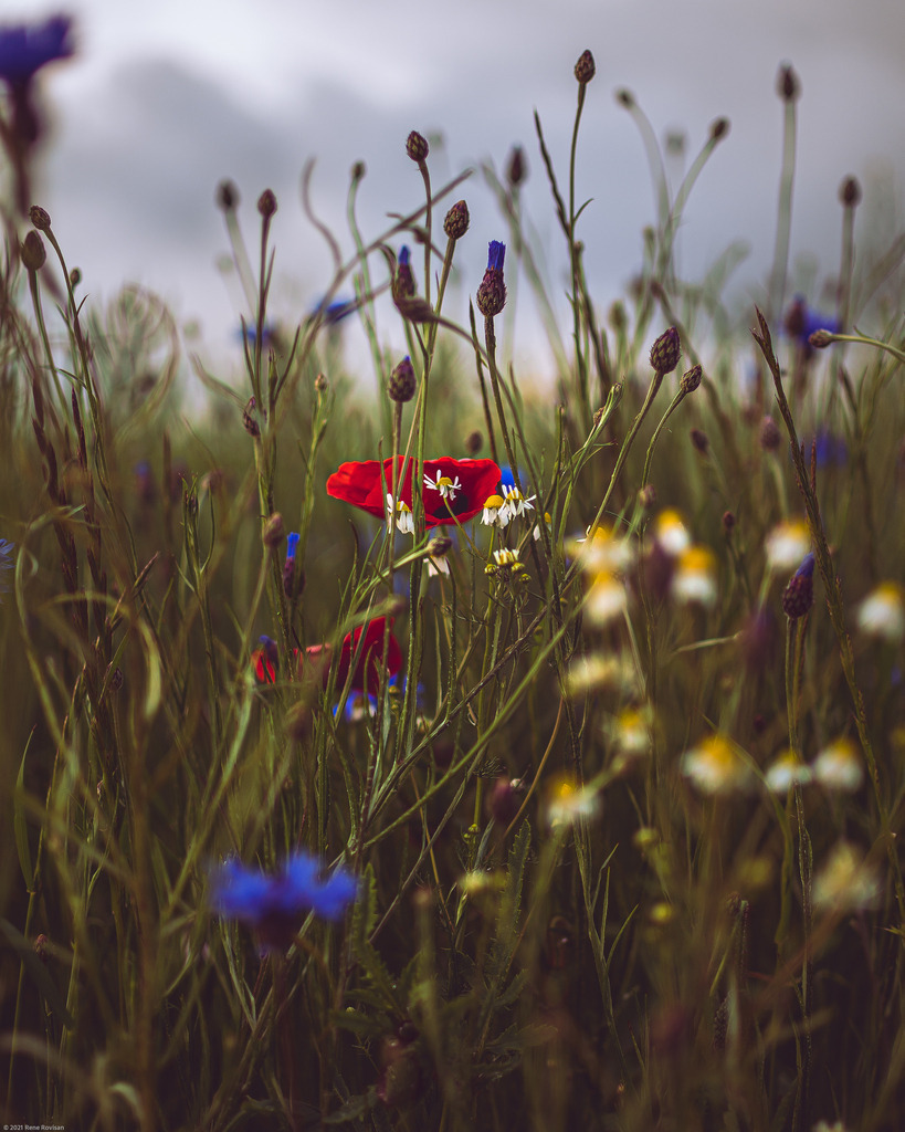 _DSC3505 | renerovisanfotoart.com