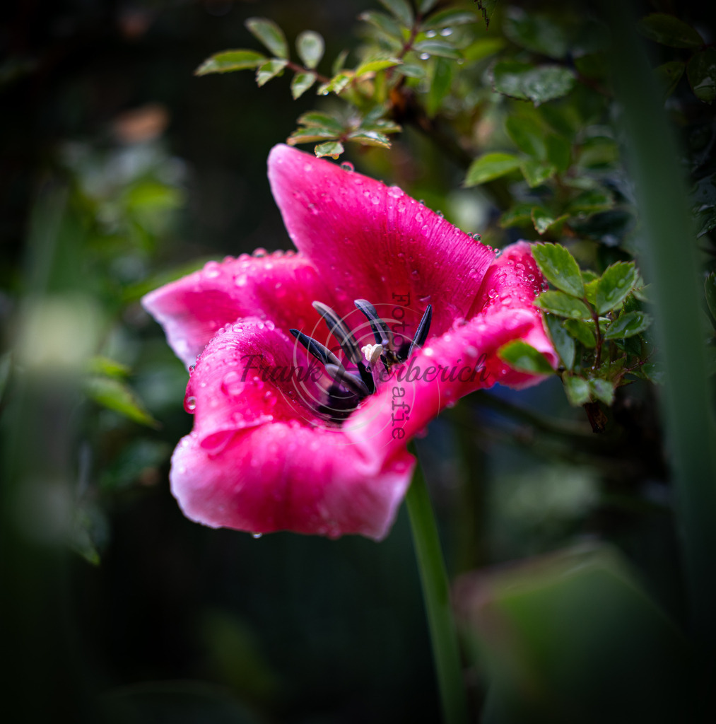 _X0A1097bea | Frank Herberich Fotografie, Frank Herberich, Fotografie, Hochzeit, Portrait, St. Peter Ording, Ording, Westerhever, Nordsee, Frank Fotografie, Hardheim,  Odenwald,Walldürn, Band,Eventfotografie - Realisiert mit Pictrs.com