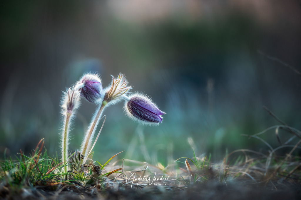 Kuhschelle (1) | Andre Wandrei - Nature Artworx - Realisiert mit Pictrs.com