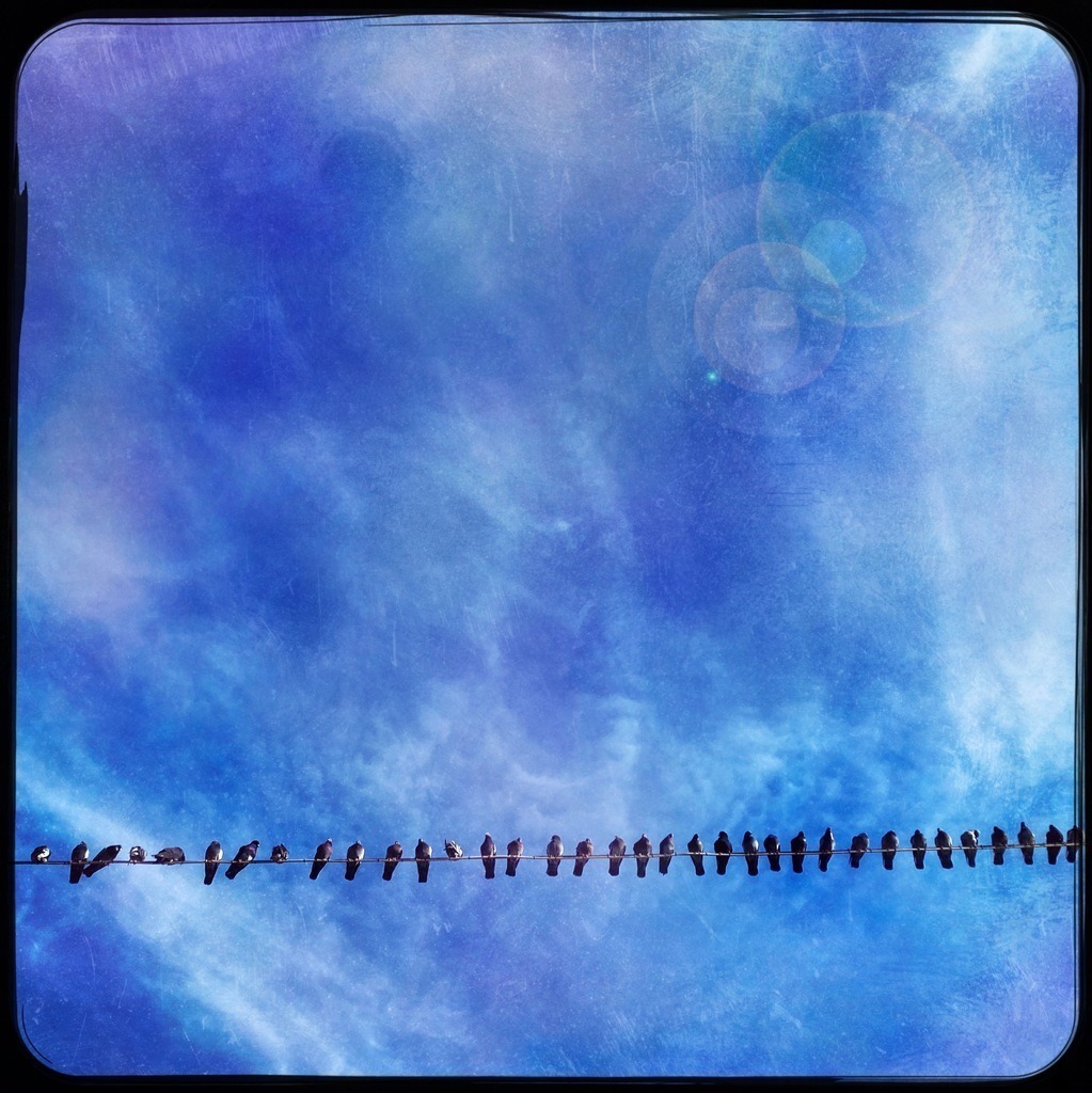 Vögel | BILDER AN DIE WAND                                                verschönern sie ihr Büro, ihre Praxis oder ihre viel Wände zu Haus  - Realisiert mit Pictrs.com