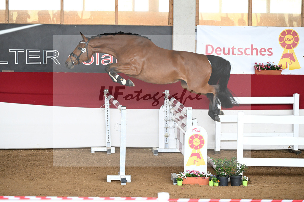 Kat-Nr. 49 Vaiana TF v. Vagabond de la Pomme_Steinberg u Braun_9240742 | hf-fotografie - Realizzato con Pictrs.com