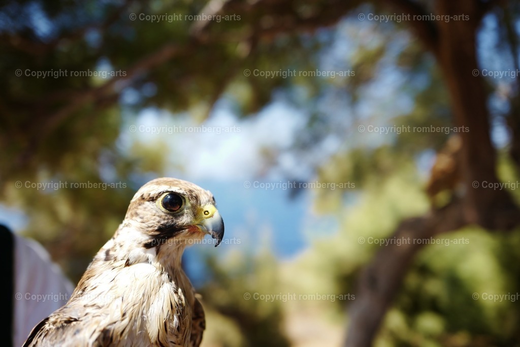 L1000954 | romberg-arts, romberg-arts.de, www.romberg-arts.de, Foto_Online_Shop, Julia Fuhrmann, Köln, Fotos, Fotografie, Fotokunst, Kunstdrucke, Naturfotos, Aktfotos, Nacktfotos, schwarz_weiß_Fotos, Blumenfotos, Blumen, Tiere, Beton, Korrosion, Lächeln, Drucke