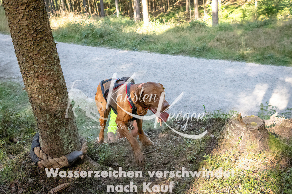 1131_ZZ90814 | kk-dogfotos