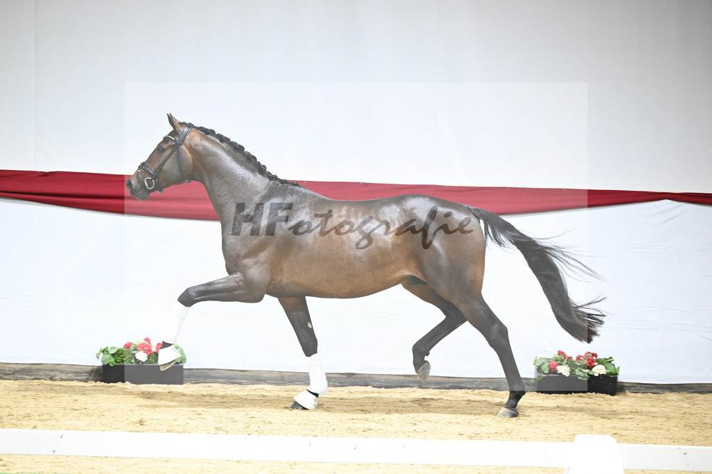 Kat-Nr. 4 v. Glamourdale_Limbecker_63220100 | hf-fotografie - Realizzato con Pictrs.com