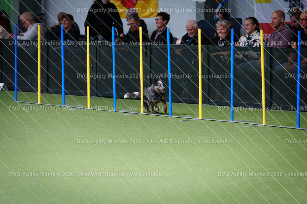 allesWIRTHgut_Tierfotografie-DVG_Agility_Masters_2026-11_19-7R505565 | Professionelle Tierfotografie in Mönchengladbach von Daniel Wirth (allesWIRTHgut). Liebevolle & natürliche Bilder von Hunden & Katzen für unvergessliche Erinnerungen.