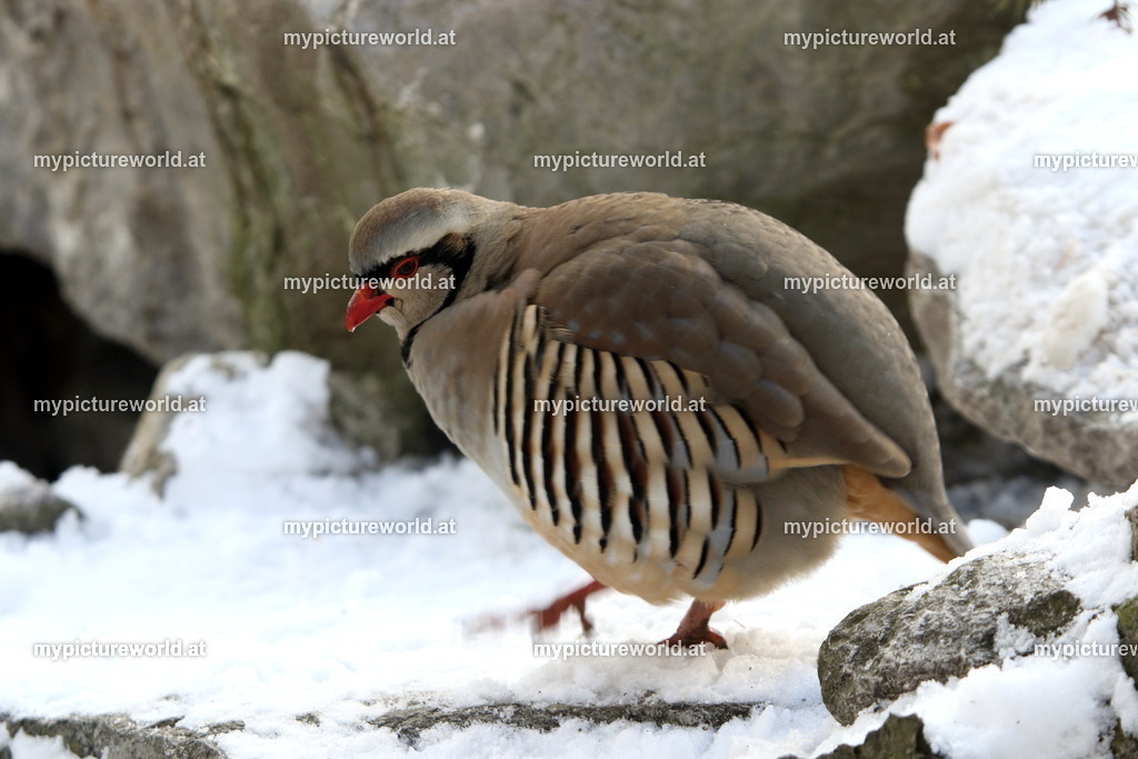 Steinhuhn-016 | Das Bilderarchiv über Tiere, Planzen und Landschaften. In der Bilddatenbank finden Sie ein große Auswahl an hochwertigen Bilder für Ihre Werbung - Realisiert mit Pictrs.com