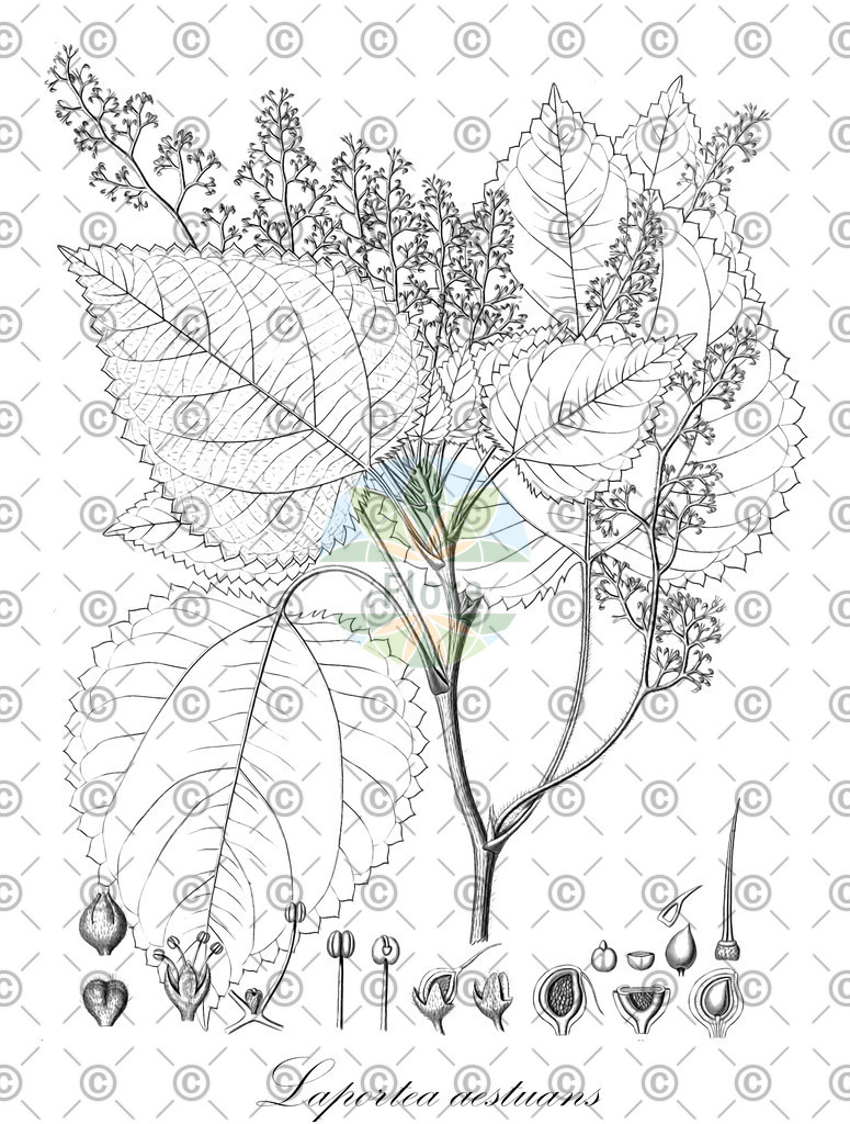 HistAbb_wfo-0001143253_2_ENZY_Simple | Historische Abbildung von Laportea aestuans - Urticaceae | Historical Illustration of Laportea aestuans - Urticaceae