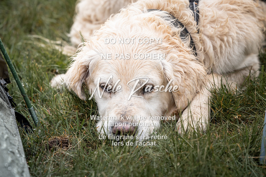 nelerasche_SaAbends_531 | nelerasche