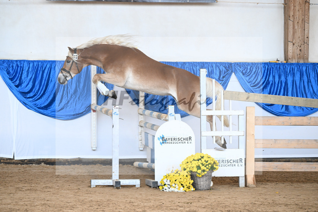 Kat-Nr. 13 Wolverine v. Westwind_Lechner_48250291 | hf-fotografie - Realisiert mit Pictrs.com