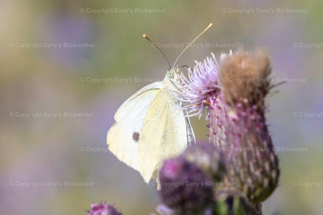 202023 | Tierfotografie, Tierkalender, Tierbilder, Insekten, Spinnen, Vögel, Schmetterling, Libellen, Leinwand, Colorkey, Qualität, Geschenkartikel, Geschenk - Realisiert mit Pictrs.com